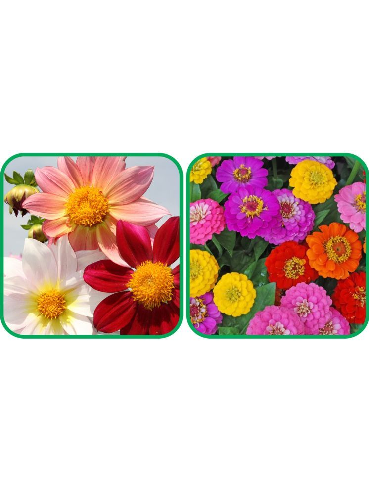     			Aero Seeds Zinnia Mix Color (50 Seeds)And Dahlia Top Star Mix Color (50 Seeds) Flower Seeds Pack