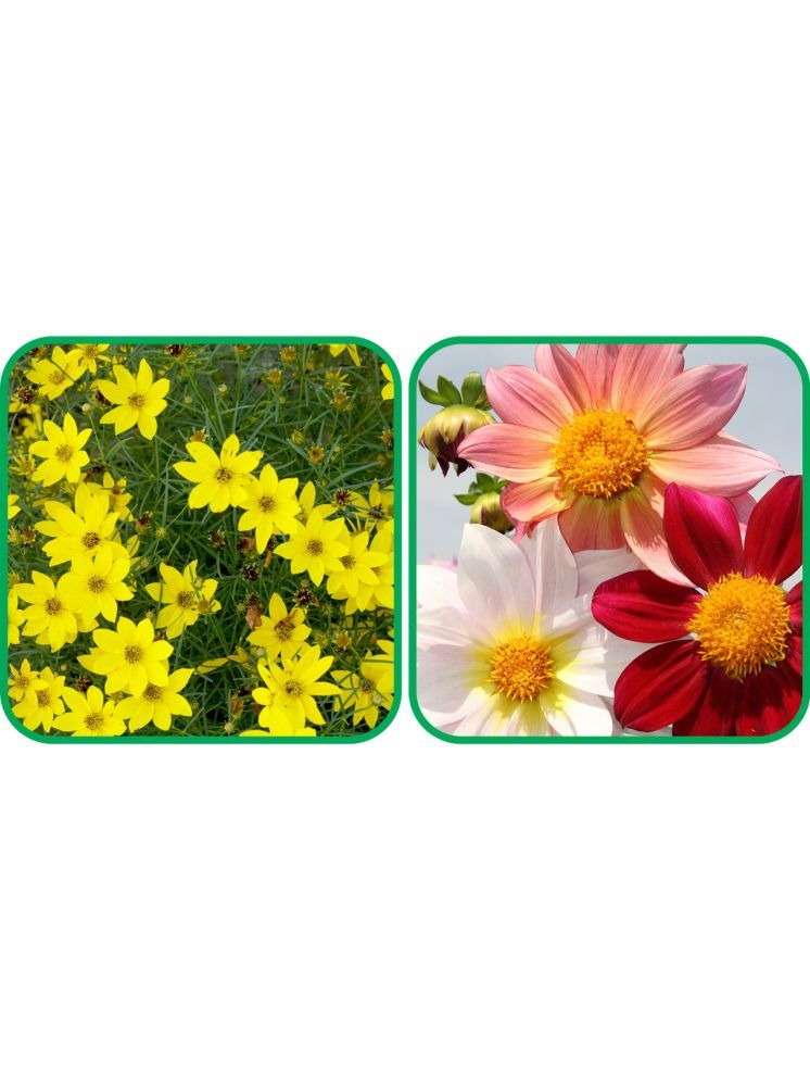     			Aero Seeds Dahlia Top Star Mix Color (50 Seeds) And Coreopsis Mix Color (50 Seeds) Flower Seeds Pack