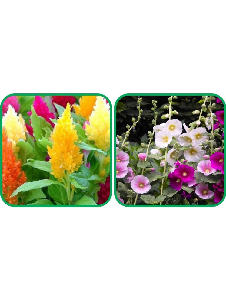     			Aero Seeds Hollyhock Mix Color (50 Seeds) And Closia Pulmosa Mix Color (50 Seeds) Flower Seeds Pack