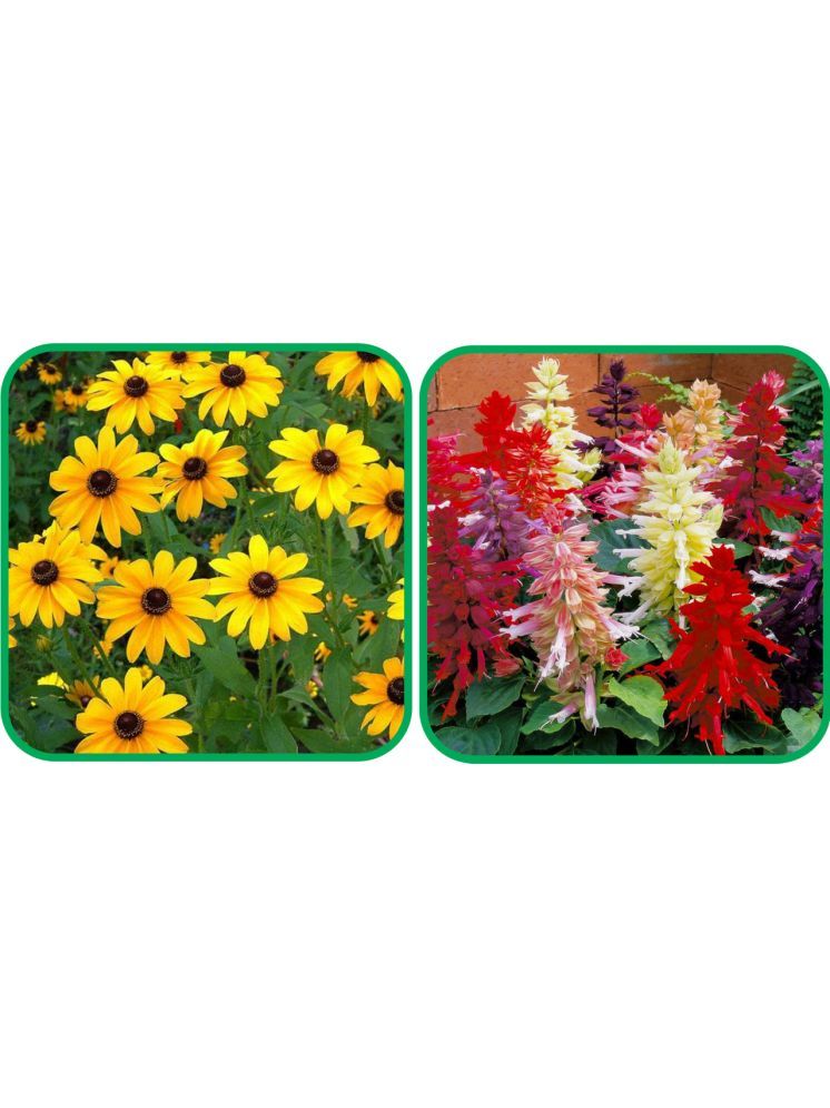     			Aero Seeds Salvia Mix Color (50 Seeds) And Sunflower Miniature (50 Seeds) Flower Seeds Pack