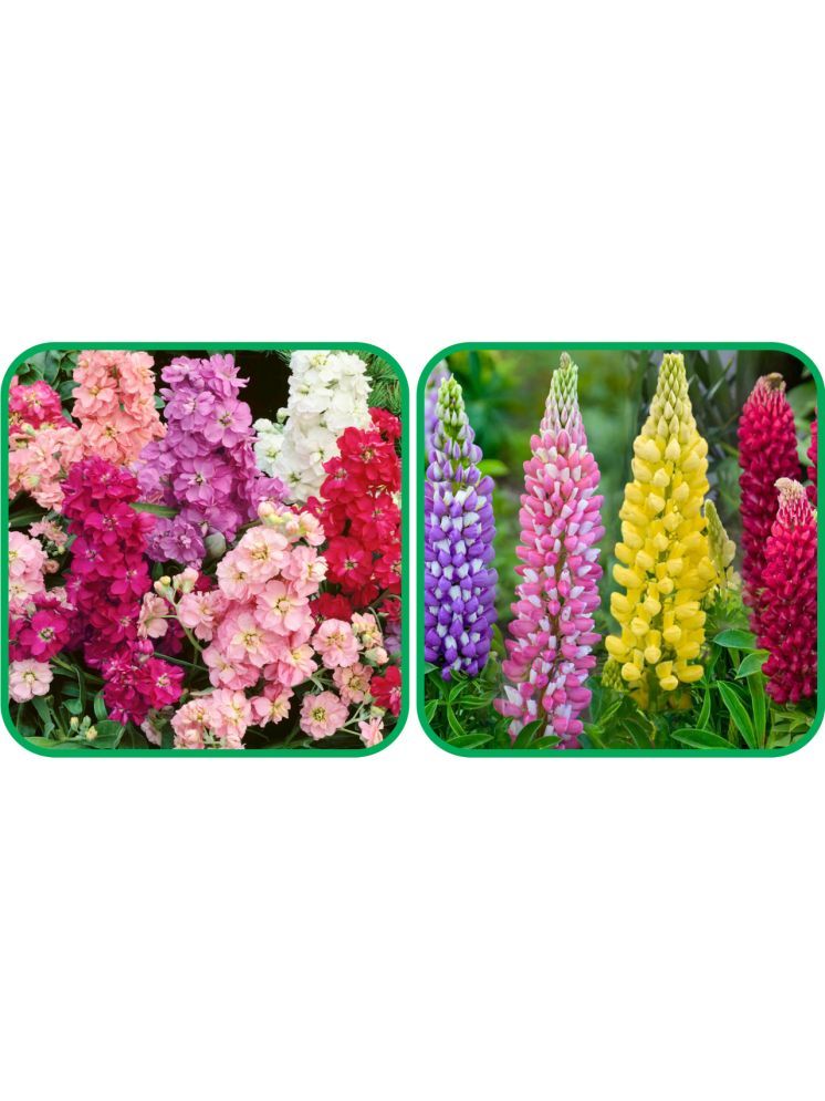     			Aero Seeds Lupin Mix Color (50 Seeds) And Stock Mix Color (50 Seeds) Flower Seeds Pack