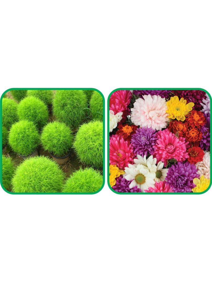     			Aero Seeds Chrysanthemum Mix Color (50 Seeds) And Kochia (50 Seeds) Flower Seeds Pack