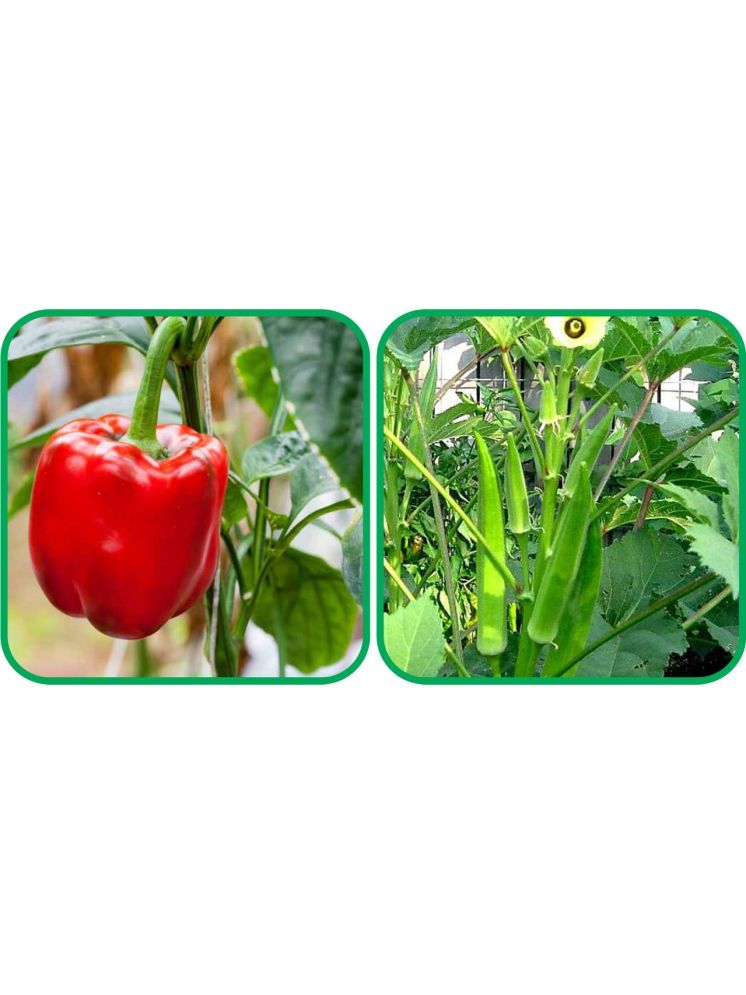     			Aero Seeds Lady Finger ( 30 Seeds) And Capsicum Red ( 30 Seeds) Vegetable Seeds Pack