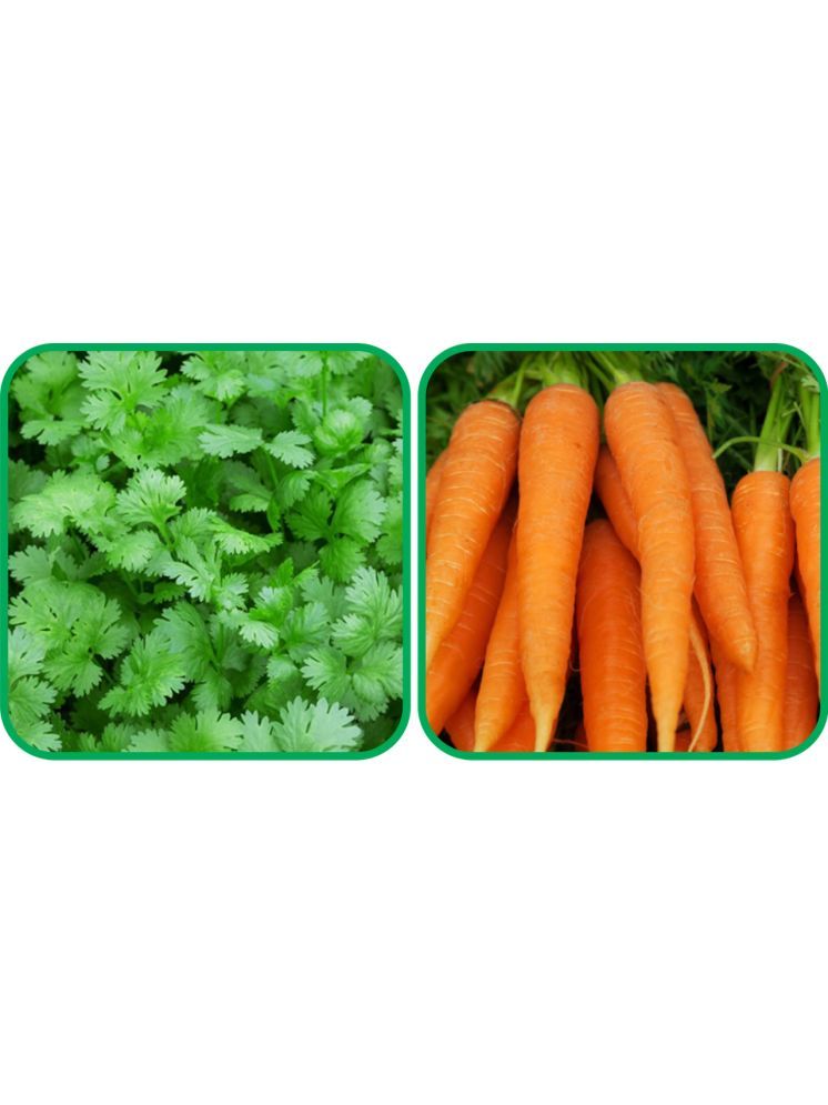     			Aero Seeds English Carrot ( 100 Seeds) And Coriander (200 Seeds) Vegetable Seeds Pack