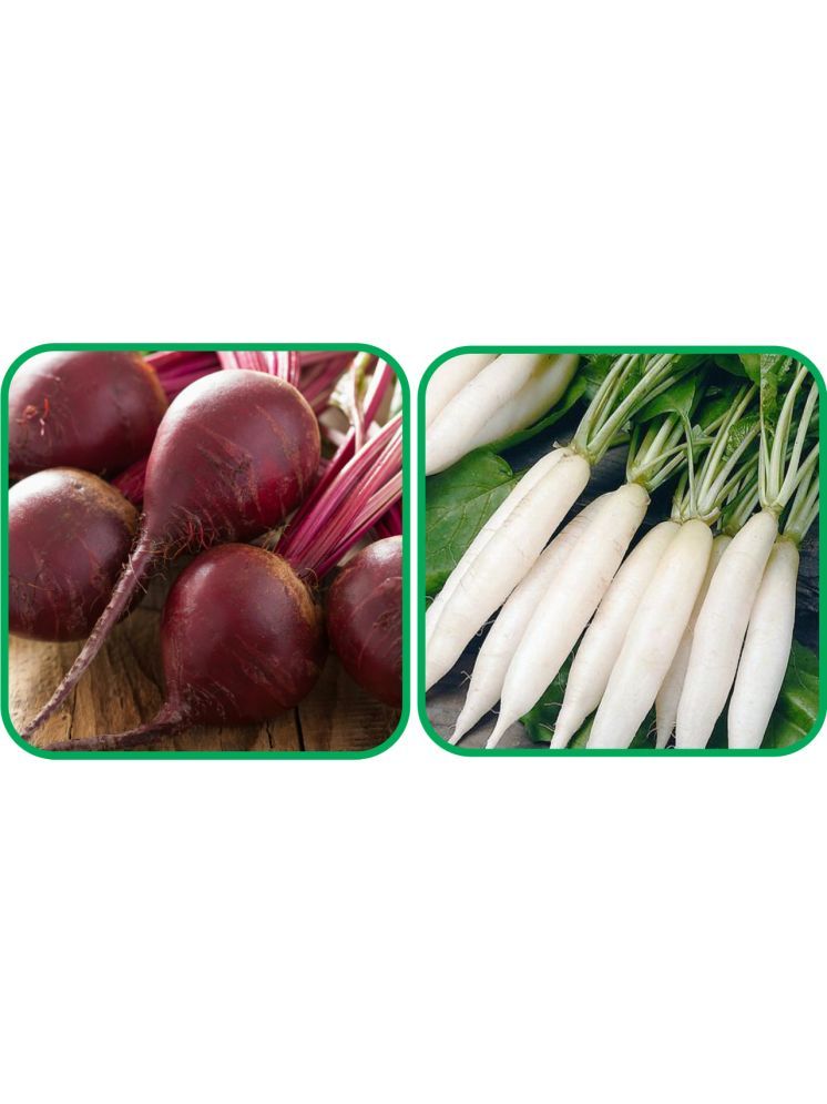     			Aero Seeds Radish White Long (100 Seeds) And Beetroot ( 100 Seeds) Vegetable Seeds Pack