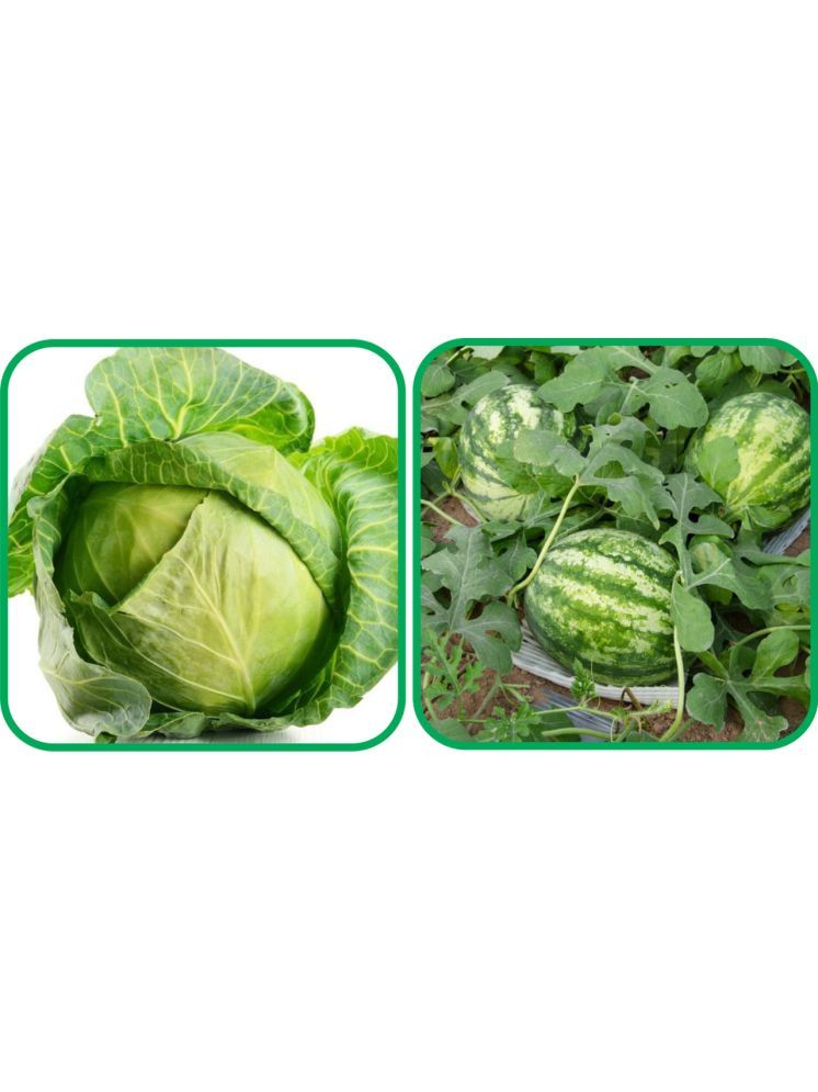     			Aero Seeds Watermelon ( 30 Seeds) And Cabbage ( 50 Seeds) Vegetable Seeds Pack