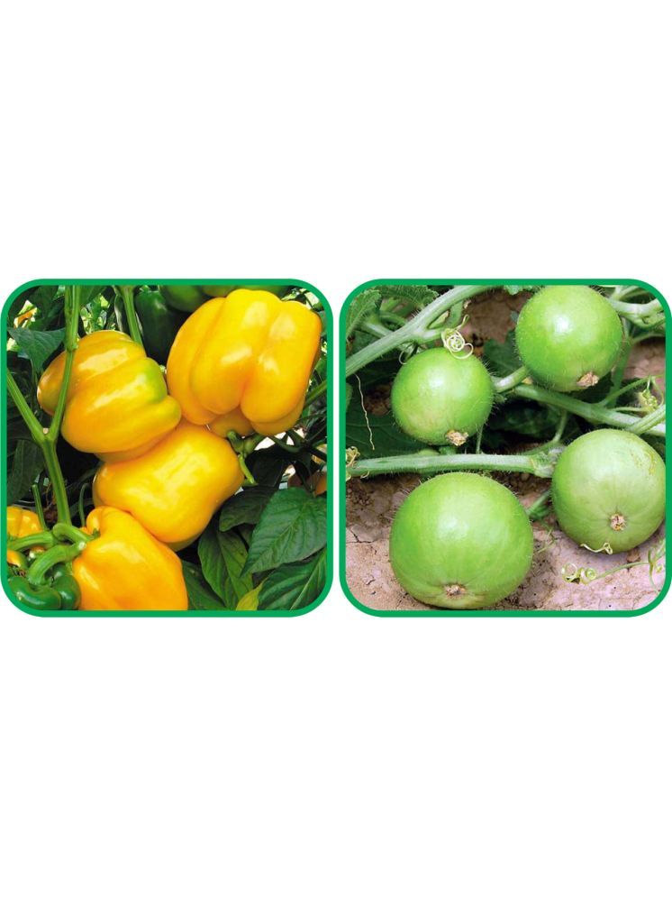     			Aero Seeds Basil Green ( 100 Seeds) And Capsicum Yellow ( 30 Seeds) Vegetable Seeds Pack