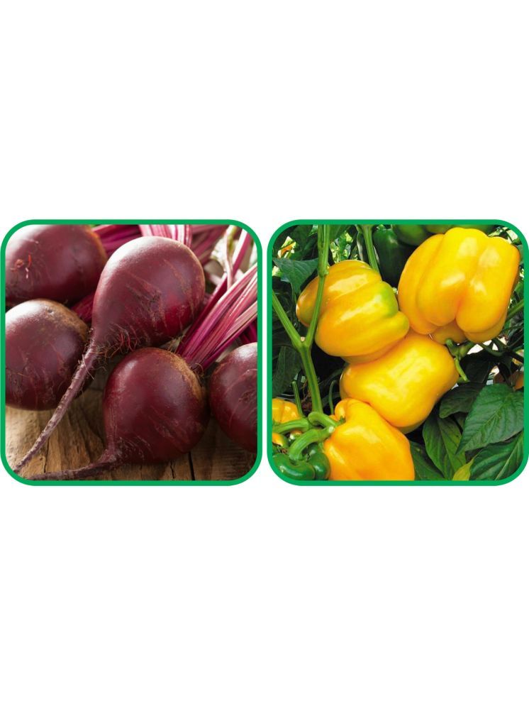     			Aero Seeds Capsicum Yellow ( 30 Seeds) And Beetroot ( 100 Seeds) Vegetable Seeds Pack