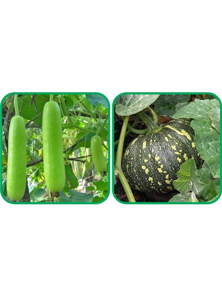     			Aero Seeds Pumpkin ( 30 Seeds) And Bottle Gourd Long ( 30 Seeds) Vegetable Seeds Pack