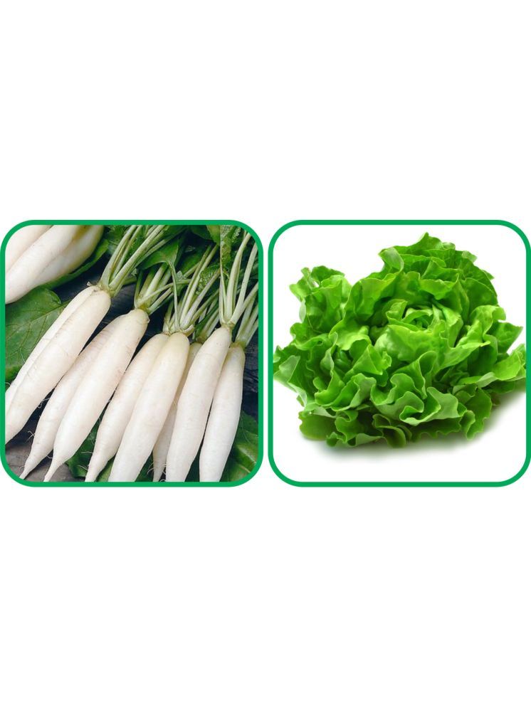     			Aero Seeds Lettuce ( 100 Seeds) And Radish White Long (100 Seeds) Vegetable Seeds Pack