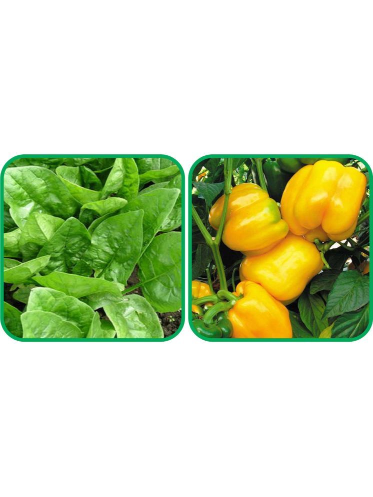     			Aero Seeds Capsicum Yellow ( 30 Seeds) And Spinach (200 Seeds) Vegetable Seeds Pack