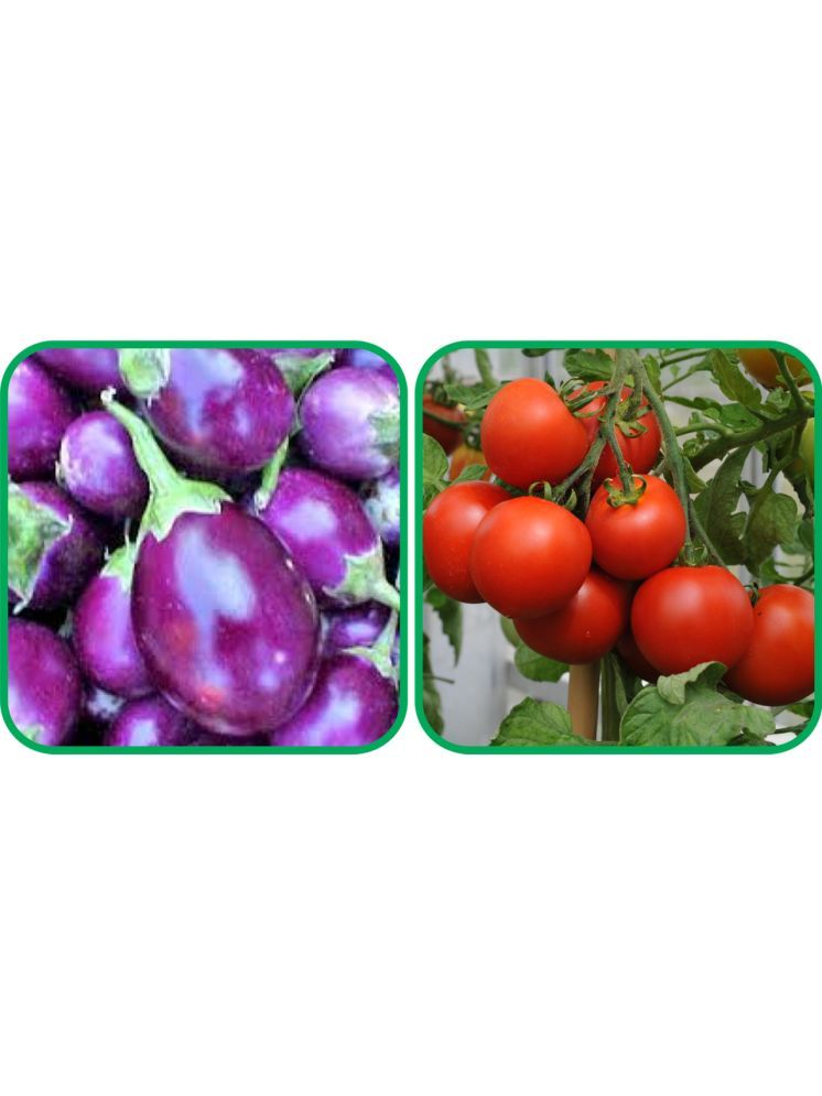     			Aero Seeds Tomato ( 50 Seeds) And Brinjal Purple Round ( 30 Seeds) Vegetable Seeds Pack