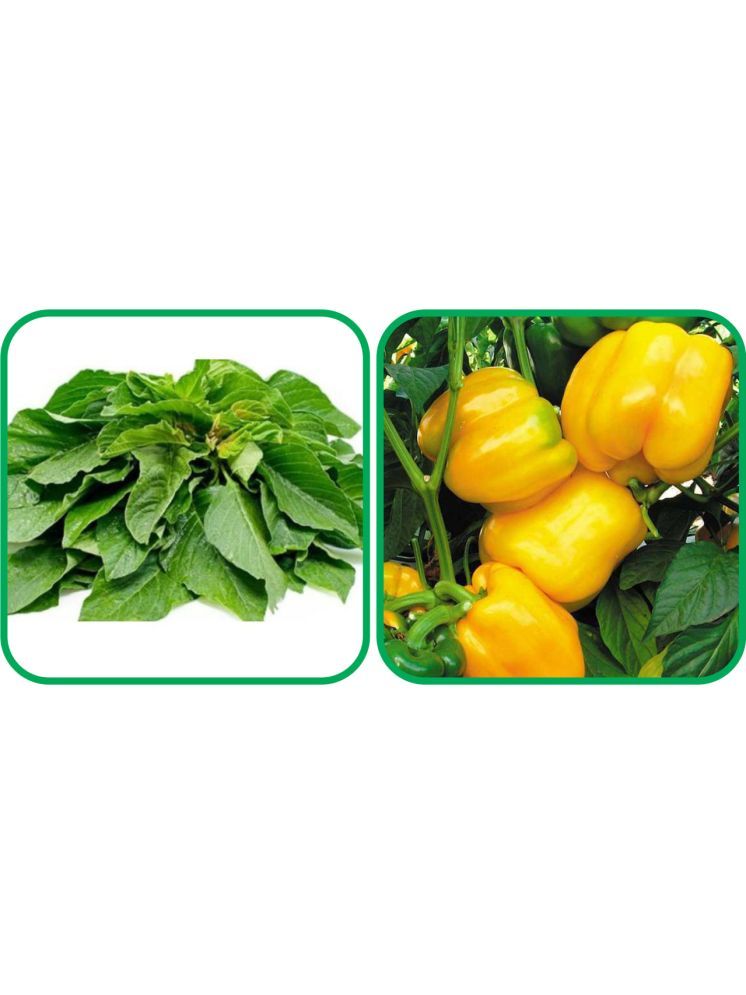     			Aero Seeds Capsicum Yellow ( 30 Seeds) And Green Amaranth ( 200 Seeds) Vegetable Seeds Pack