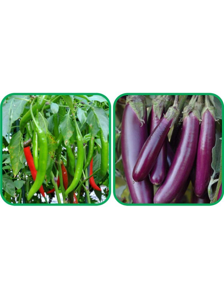     			Aero Seeds Brinjal Purple Long (30 Seeds) And Chilli (50 Seeds) Vegetable Seeds Pack