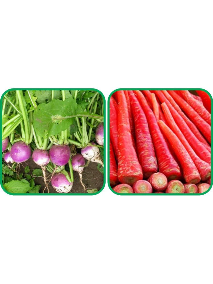     			Aero Seeds Redish Red ( 100 Seeds) And Turnip ( 100 Seeds) Vegetable Seeds Pack