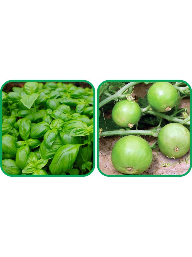     			Aero Seeds Tinda ( 30 Seeds) And Basil Green ( 100 Seeds) Vegetable Seeds Pack