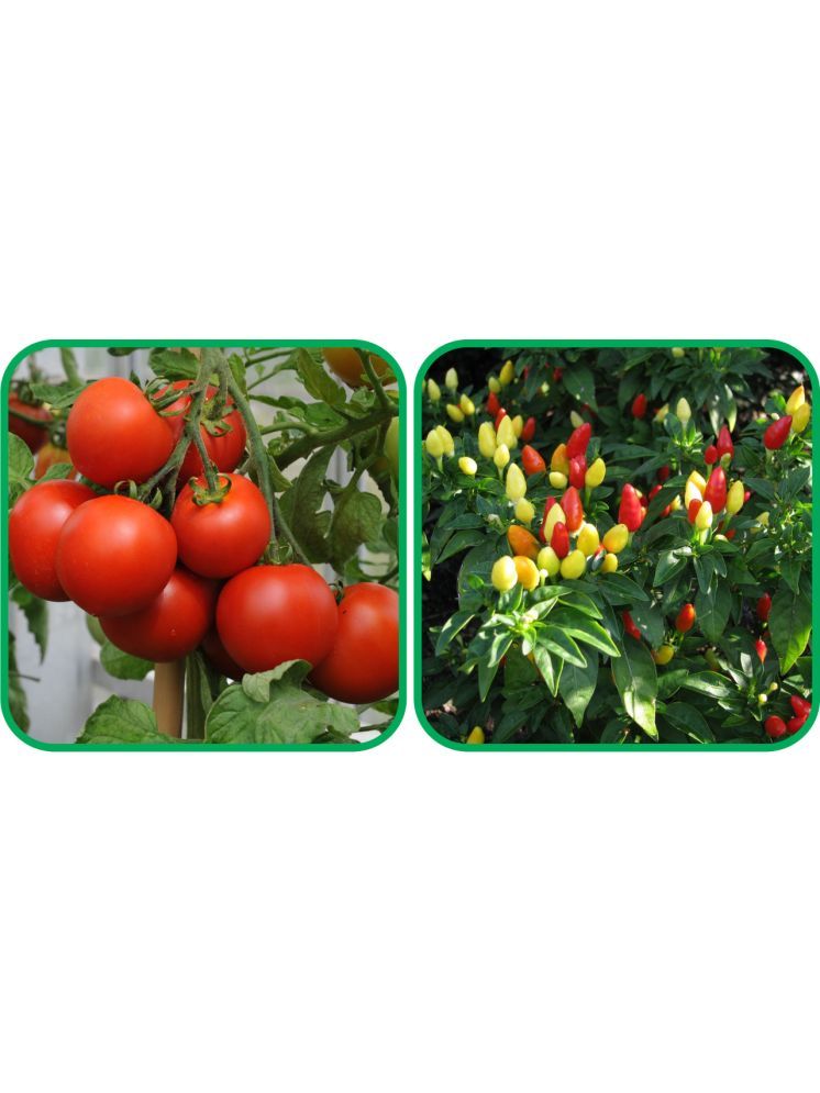     			Aero Seeds Ornamental Chilli ( 30 Seeds) And Tomato ( 50 Seeds) Vegetable Seeds Pack