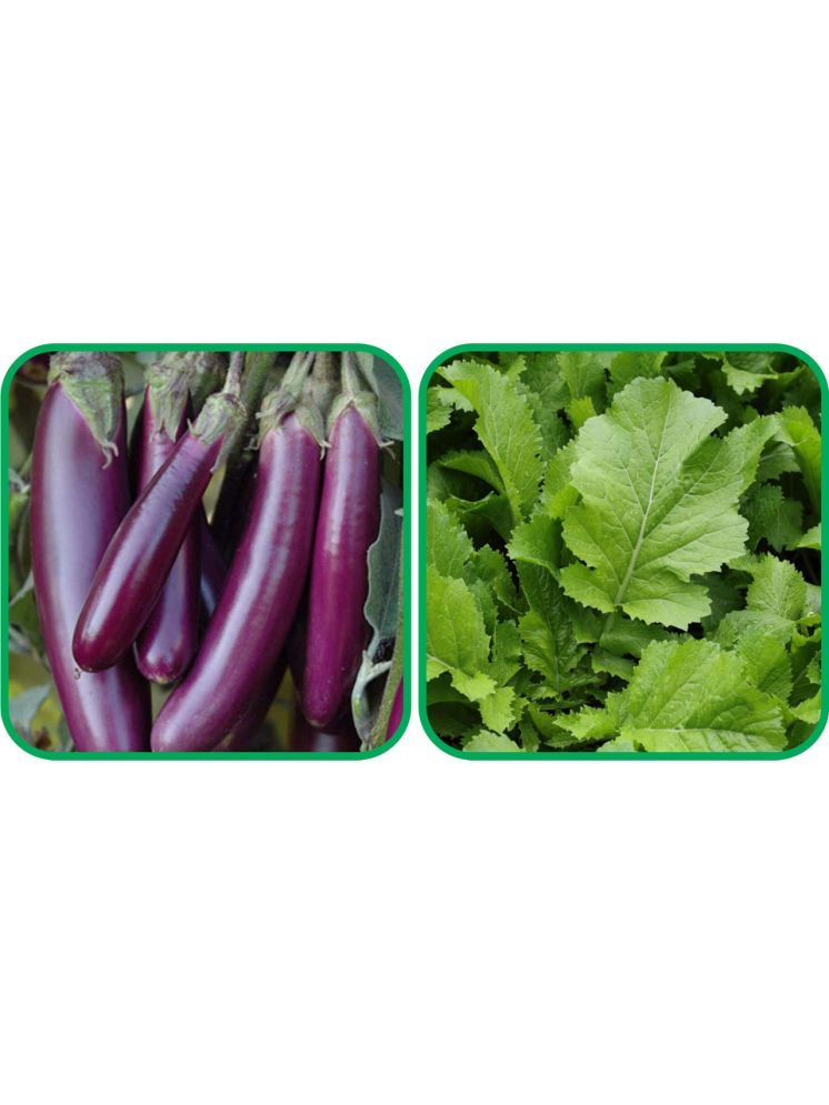     			Aero Seeds Spinach (200 Seeds) And Brinjal Purple Long (30 Seeds) Vegetable Seeds Pack