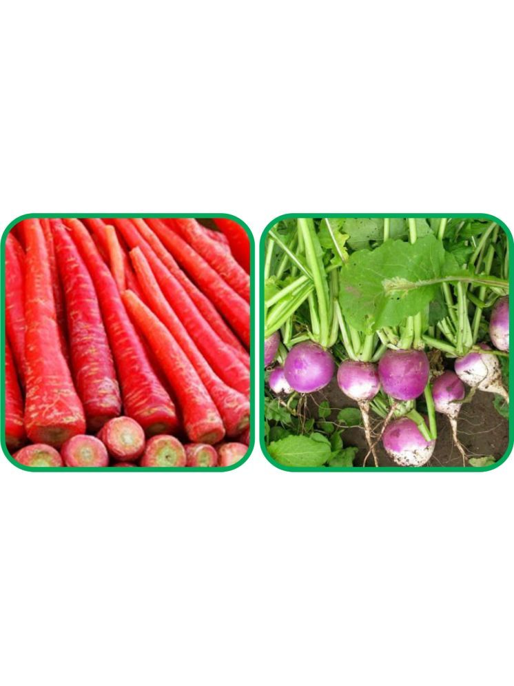     			Aero Seeds Turnip ( 100 Seeds) And Redish Red ( 100 Seeds) Vegetable Seeds Pack