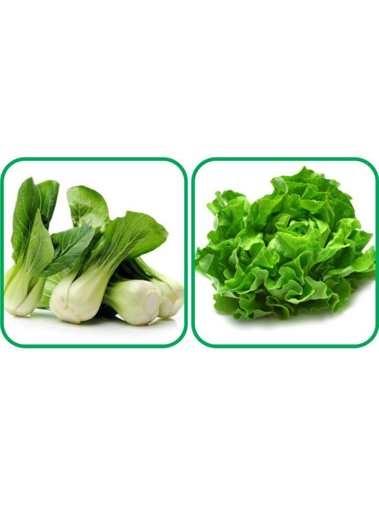     			Aero Seeds Lettuce ( 100 Seeds) And Pak Choi ( 50 Seeds) Vegetable Seeds Pack