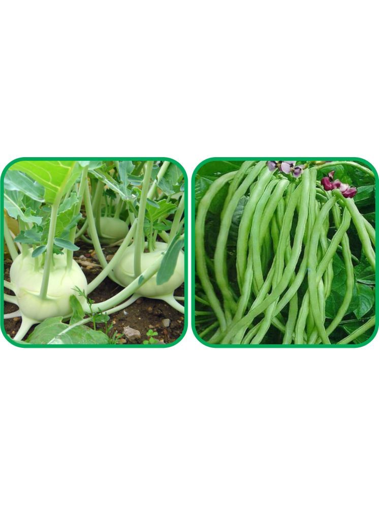     			Aero Seeds Lobiya ( 30 Seeds) And Knol Khol ( 50 Seeds) Vegetable Seeds Pack