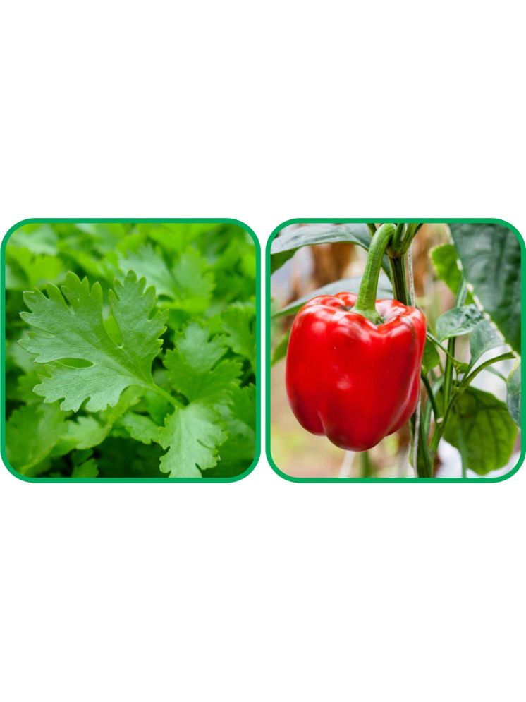     			Aero Seeds Capsicum Red ( 30 Seeds) And Parsley ( 100 Seeds) Vegetable Seeds Pack