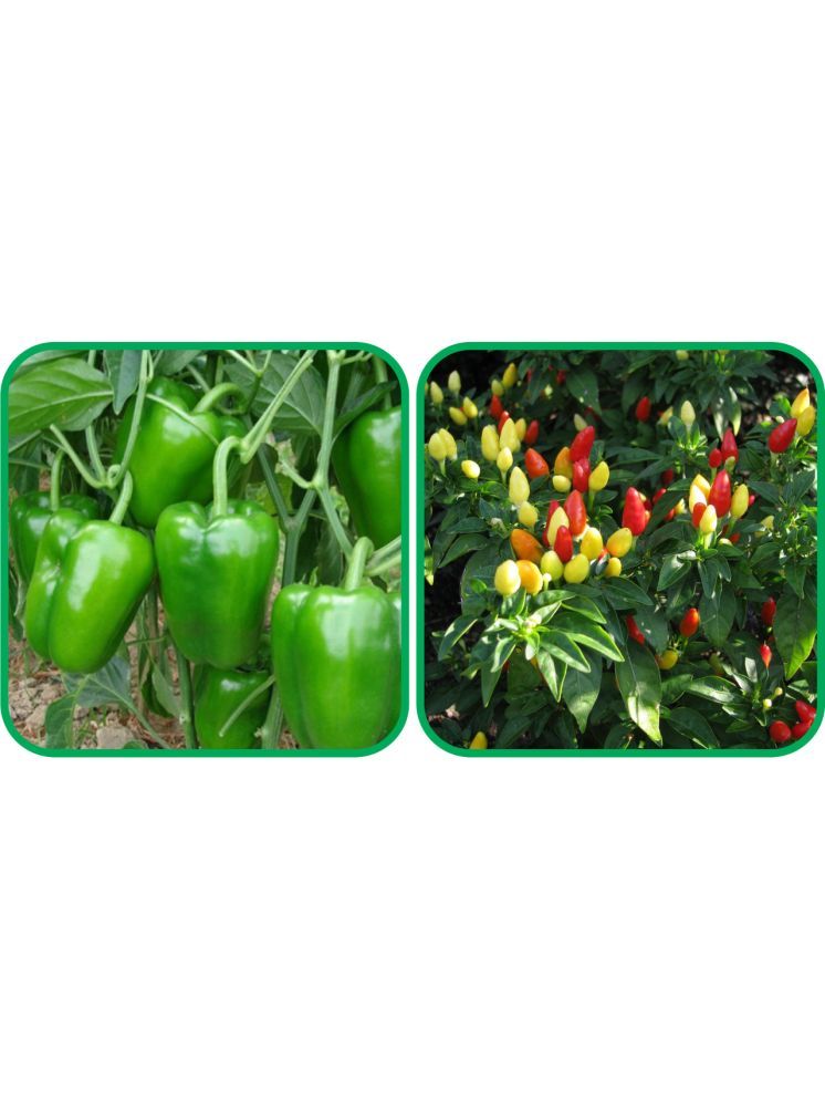     			Aero Seeds Ornamental Chilli ( 30 Seeds) And Capsicum ( 30 Seeds) Vegetable Seeds Pack