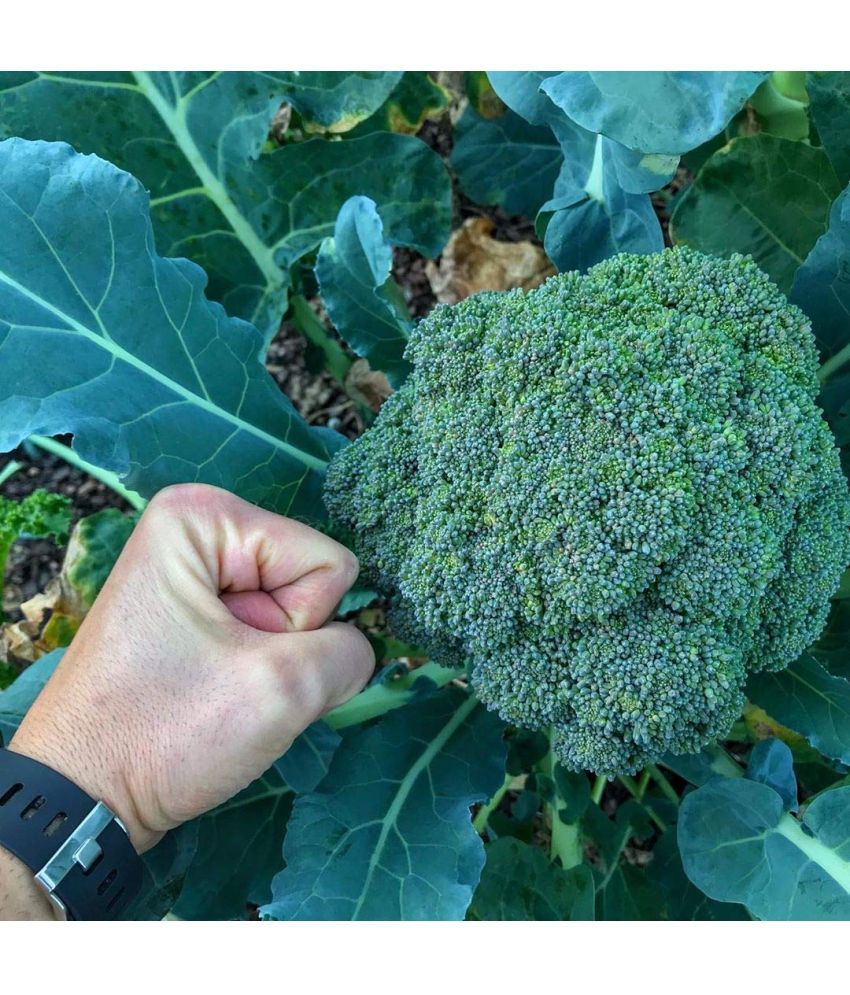     			Jignisha Seeds Broccoli Vegetable ( 100 Seeds )