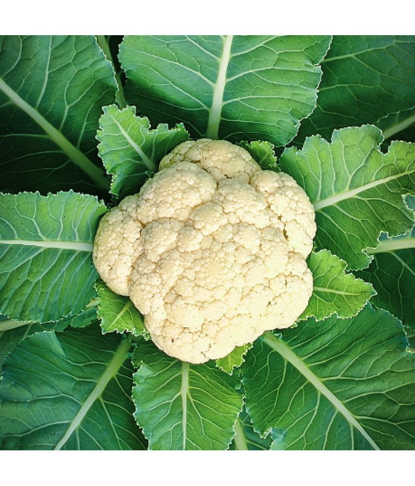     			Jignisha Seeds Hybrid Full / Fool Gobi Vegetable ( 100 Seeds )