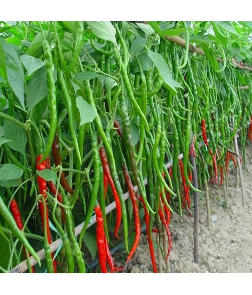     			Jignisha Seeds Hybrid Green Chilli Vegetable ( 50 Seeds )