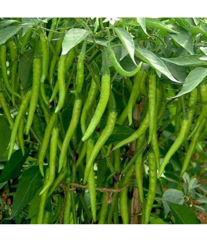     			Jignisha Seeds Hybrid Green Chilli Vegetable ( 50 Seeds )