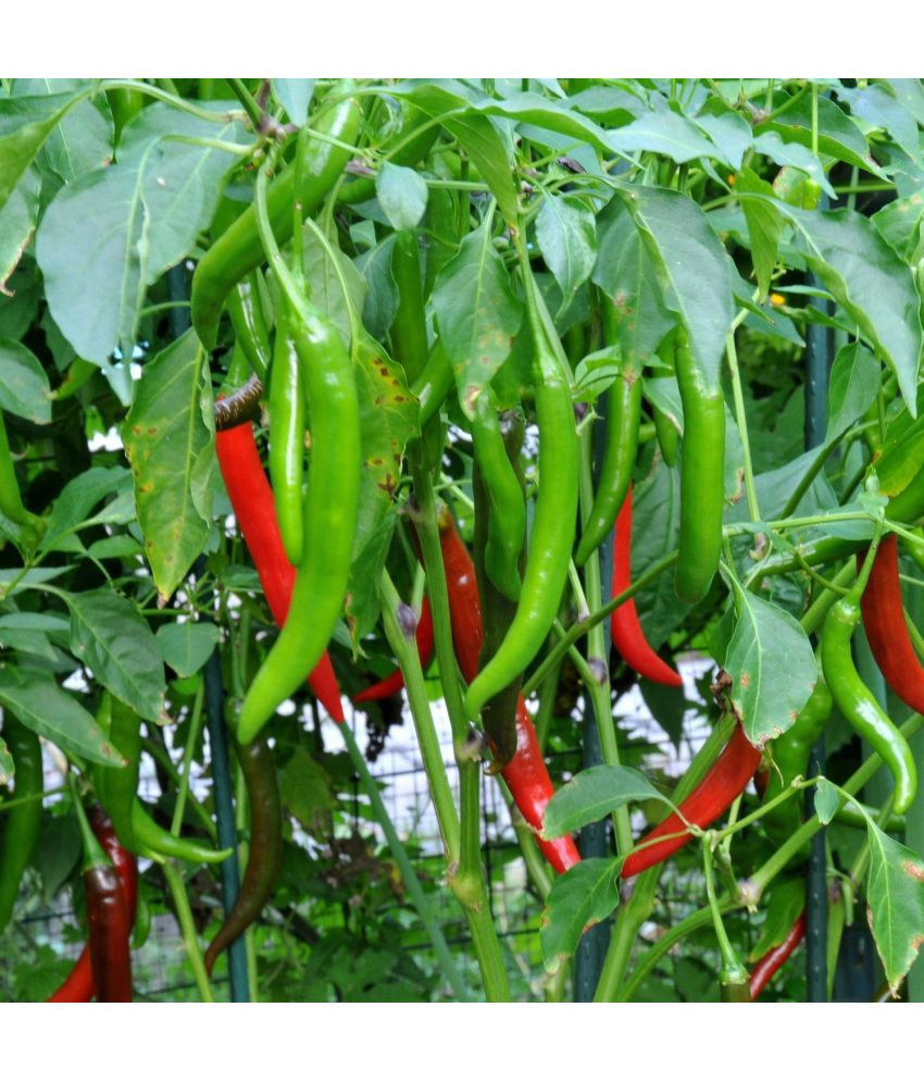     			Jignisha Seeds Hybrid Green Chilli Vegetable ( 50 Seeds )