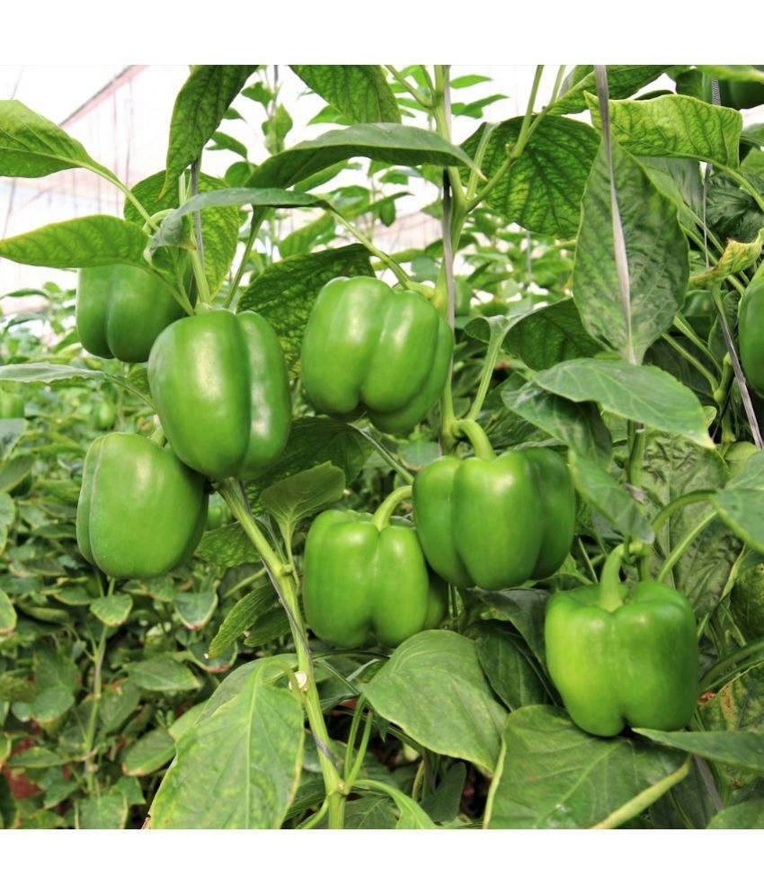     			Jignisha Seeds Hybrid Green Chilli Vegetable ( 50 Seeds )