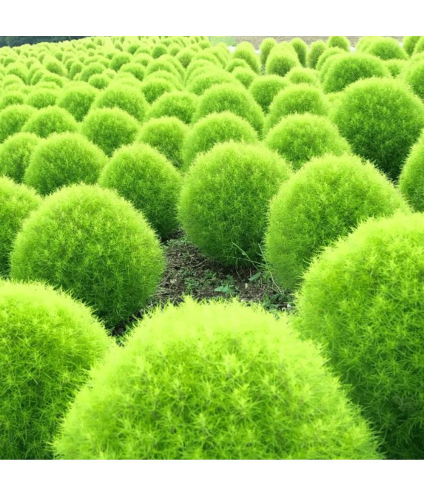     			PARTHVA SEEDS Kochia Flower ( 100 Seeds )