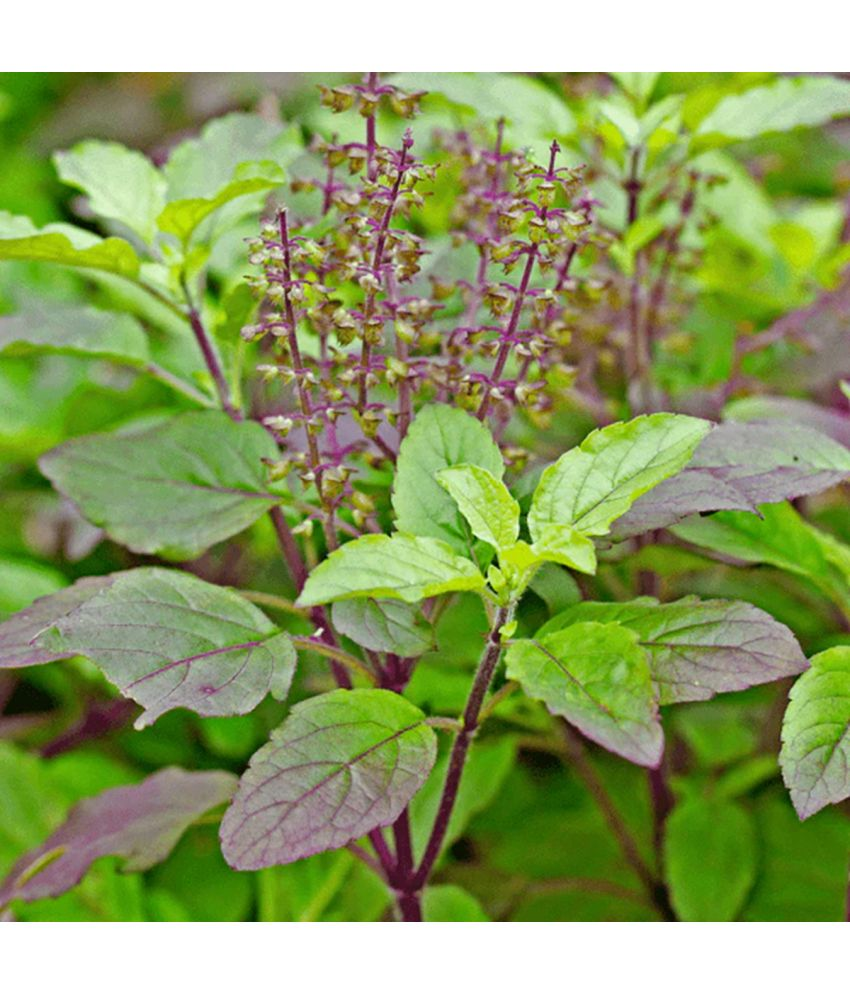     			PARTHVA SEEDS Tulsi Flower ( 100 Seeds )