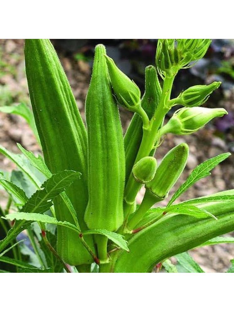     			JAPURA Hybrid Okra Vegetable ( 100 Seeds )