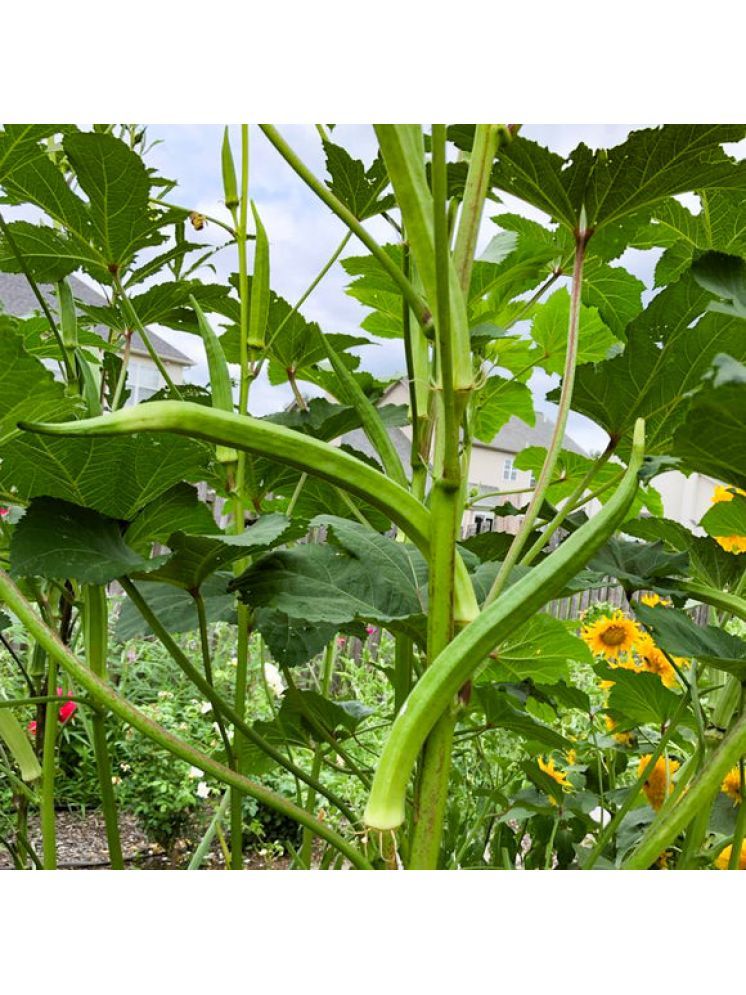     			JAPURA Okra Vegetable ( 100 Seeds )