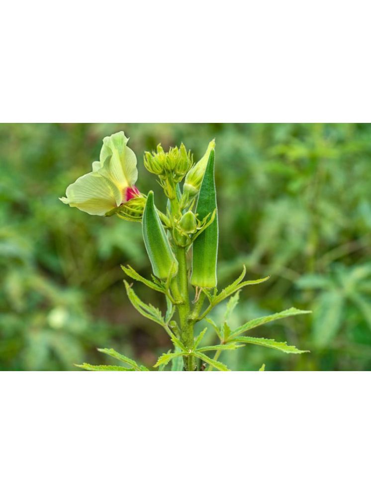     			JAPURA Organic Okra Vegetable ( 100 Seeds )