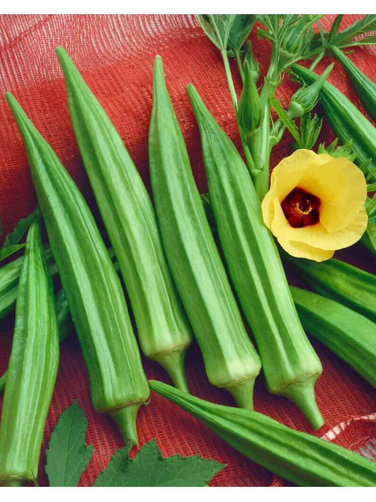     			JAPURA Organic Okra Vegetable ( 100 Seeds )