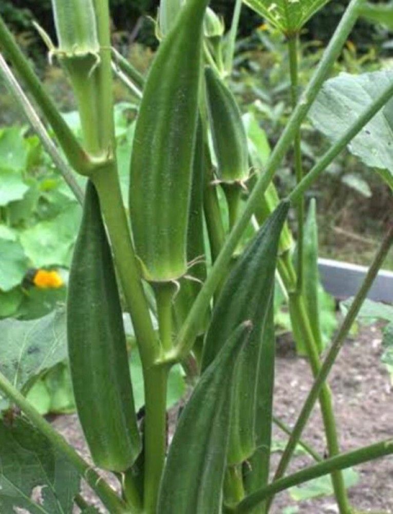     			JAPURA Organic Okra Vegetable ( 100 Seeds )