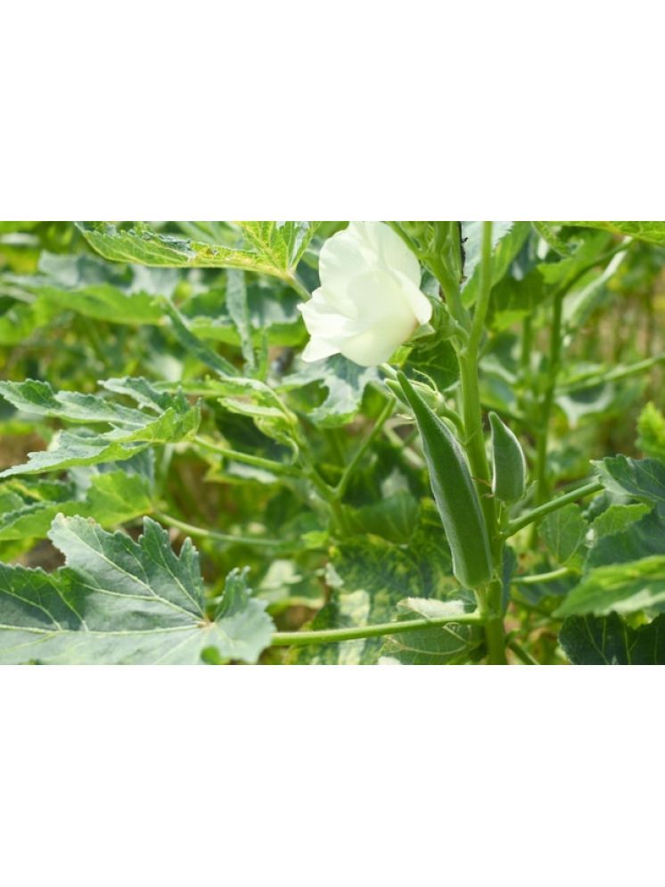     			JAPURA Organic Okra Vegetable ( 100 Seeds )