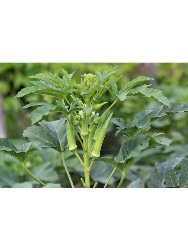     			JAPURA Organic Okra Vegetable ( 100 Seeds )