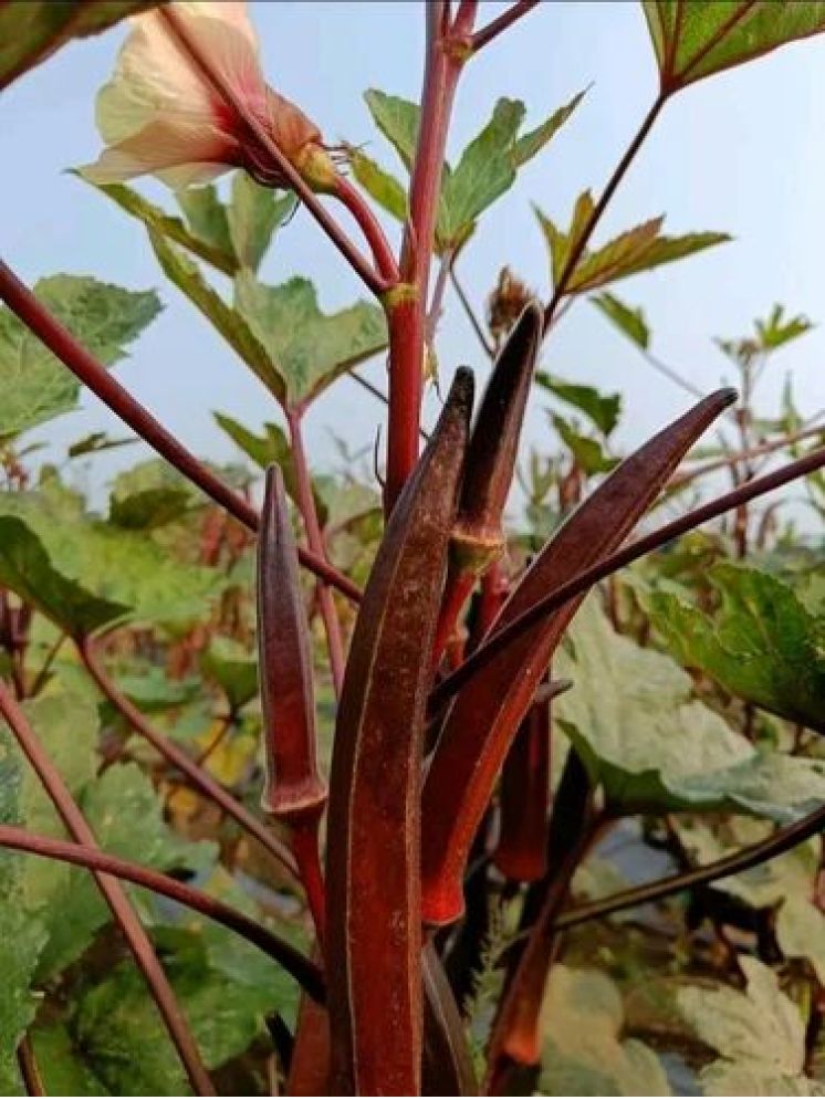     			JAPURA Red Bhindi Vegetable ( 30 Seeds )