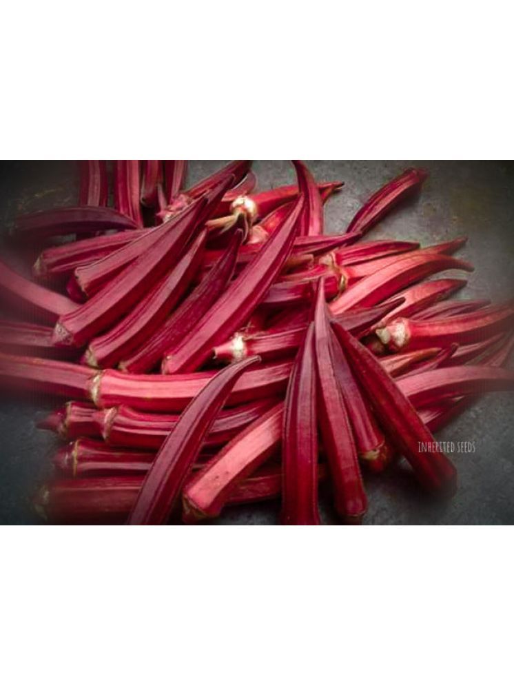     			JAPURA Red Bhindi Vegetable ( 30 Seeds )