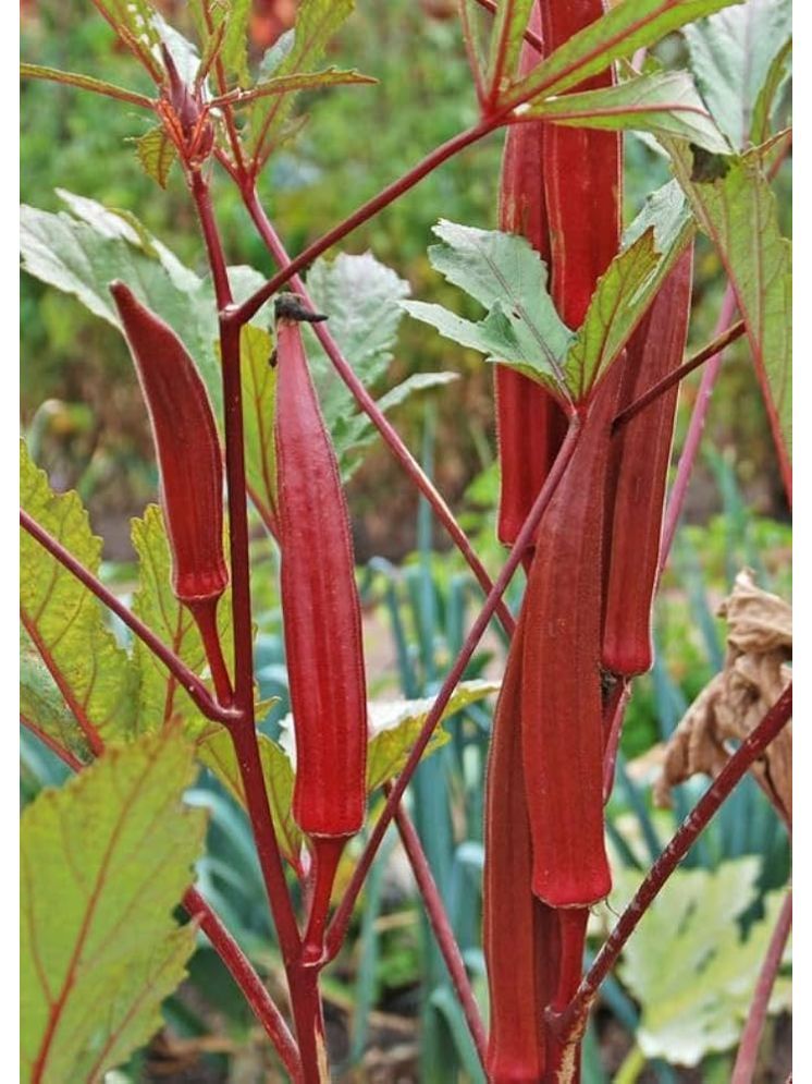     			JAPURA Red Bhindi Vegetable ( 30 Seeds )