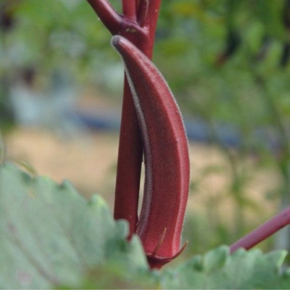     			JAPURA Red Bhindi Vegetable ( 30 Seeds )