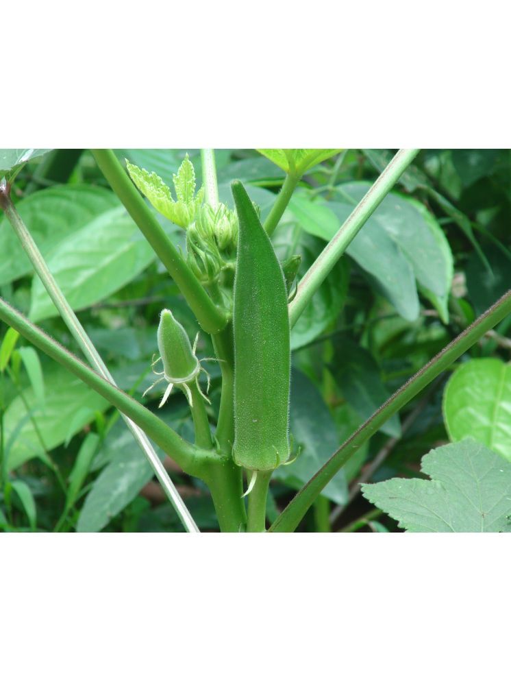     			JAPURA okra Vegetable ( 100 Seeds )