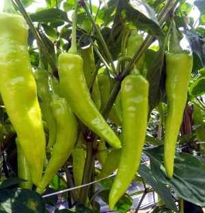     			Jignisha Seeds Hybrid Green Chilli Vegetable ( 50 Seeds )