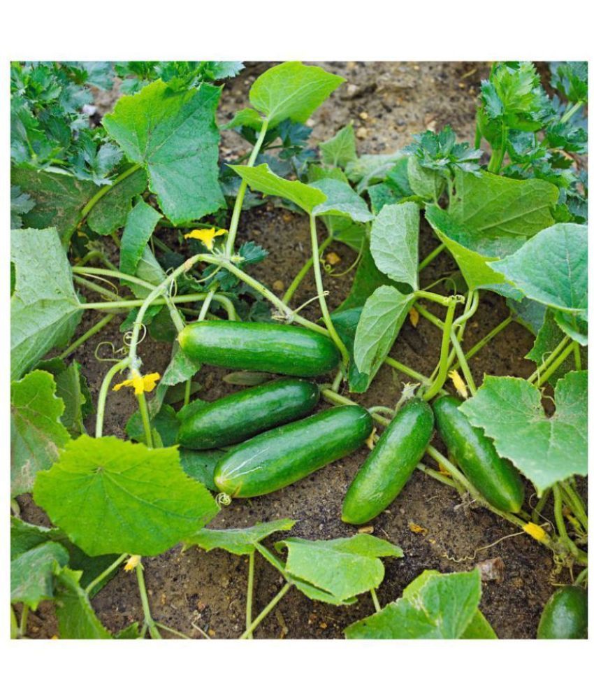     			Vedhahi Organic Cucumber Vegetable ( 20 Seeds )