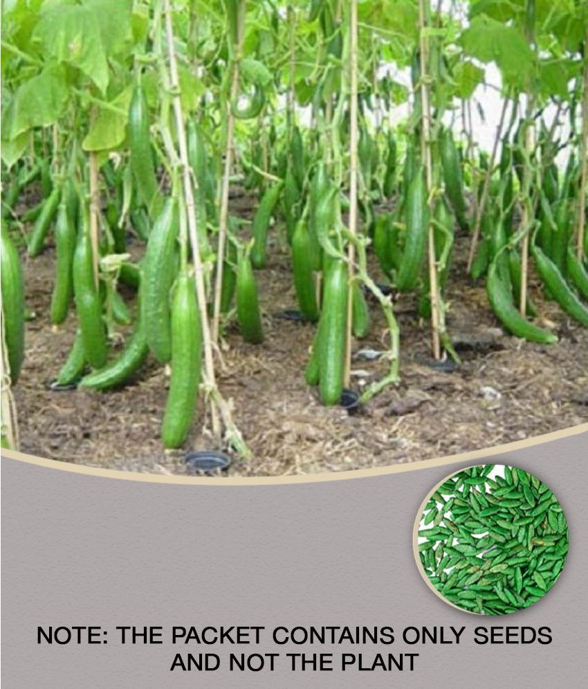     			Vedhahi Organic Green Cucumber Vegetable ( 50 Seeds )